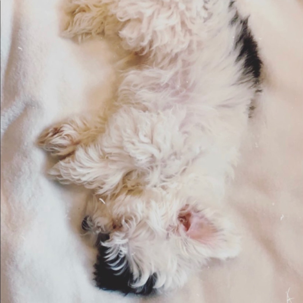 Meet your Posher, Coco